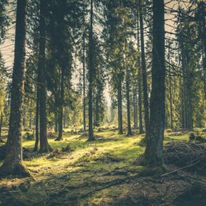 Forest with light streaming in between trees