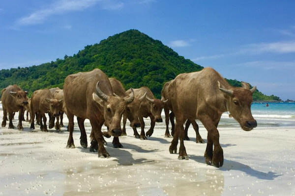 Link to Seaweed diet for burping cows?