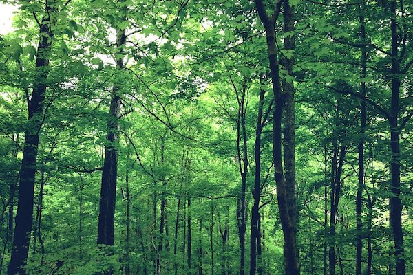 Link to Should carbon offsets only include removing CO2 from the atmosphere?