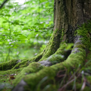 Close up of a moss-covered tree trunk