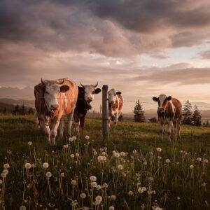 Four cows stand in a field with a few wildflowers. The sky is moody.