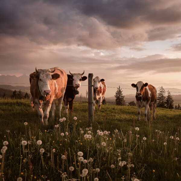 Four cows stand in a field with a few wildflowers. The sky is moody.