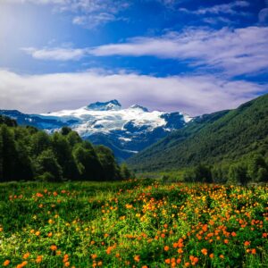 Orange wildflowers sit in the foreground of this landscape shot. Behind them is an impressive snow-capped mountain peak.