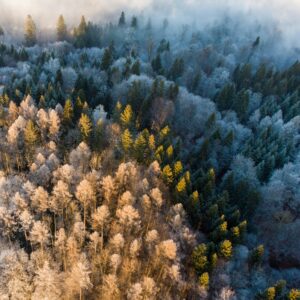 A shot of an forest from above shows a gradient of trees covered in ice, with fog rolling in from the right of the image.