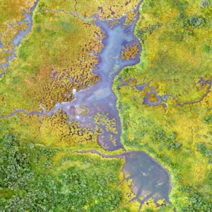 Aerial shot of a wetland. The foliage around the body of water is a bright green.