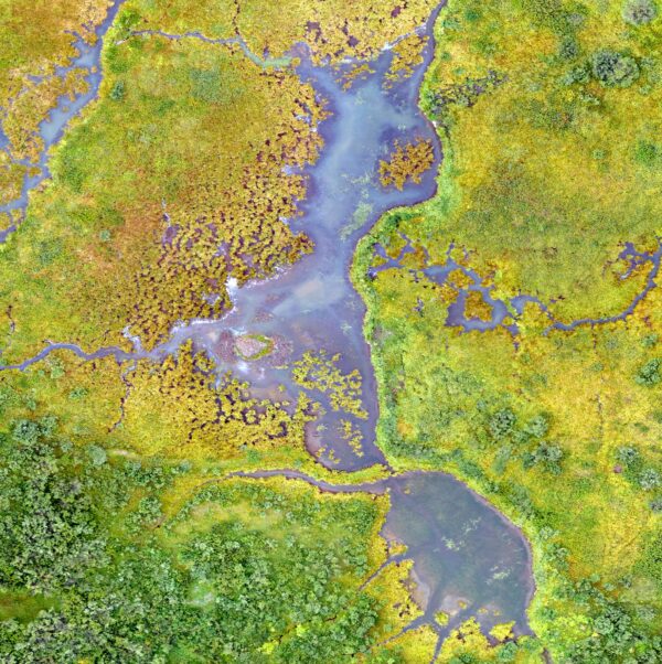 Aerial shot of a wetland. The foliage around the body of water is a bright green.