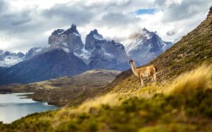An alpaca stands atop a grassy hill with the famous Chilean Torres del Paine mountains in the background.